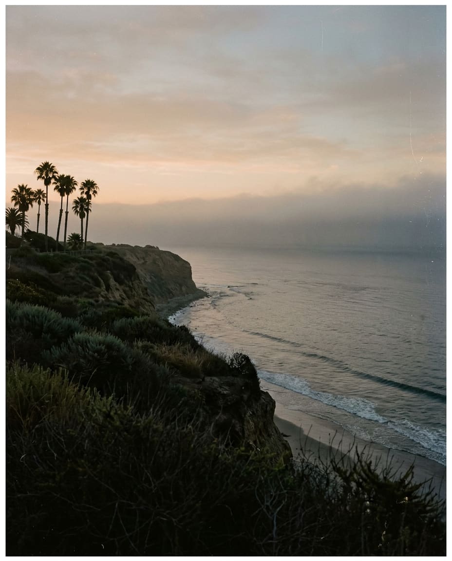Palms above the Southern California coast in the morning